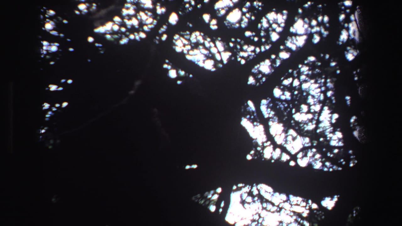 Tree canopy in silhouette with bright sky breaking through branches.