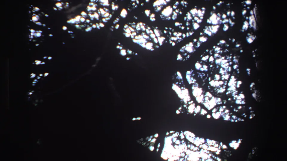 A high-contrast 8mm view of South African forest canopy, with dark limbs and leaves against bright evening sky.