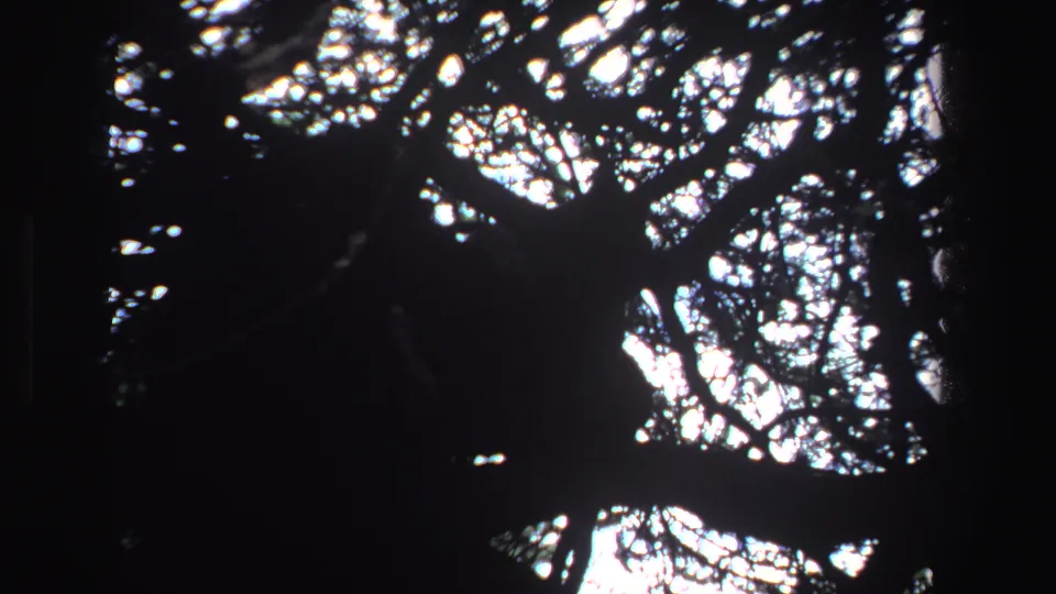 1969 home-movie frame from South Africa showing a dark tree trunk and tangled canopy against blown-out sky patches.