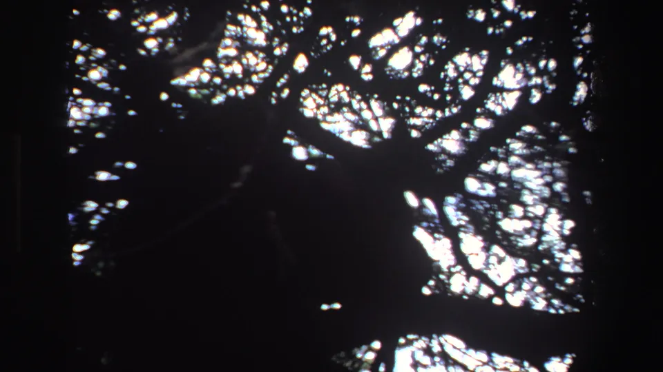8mm dusk frame of South African tree canopy, with dense branch silhouettes and pale sky visible through the leaves.