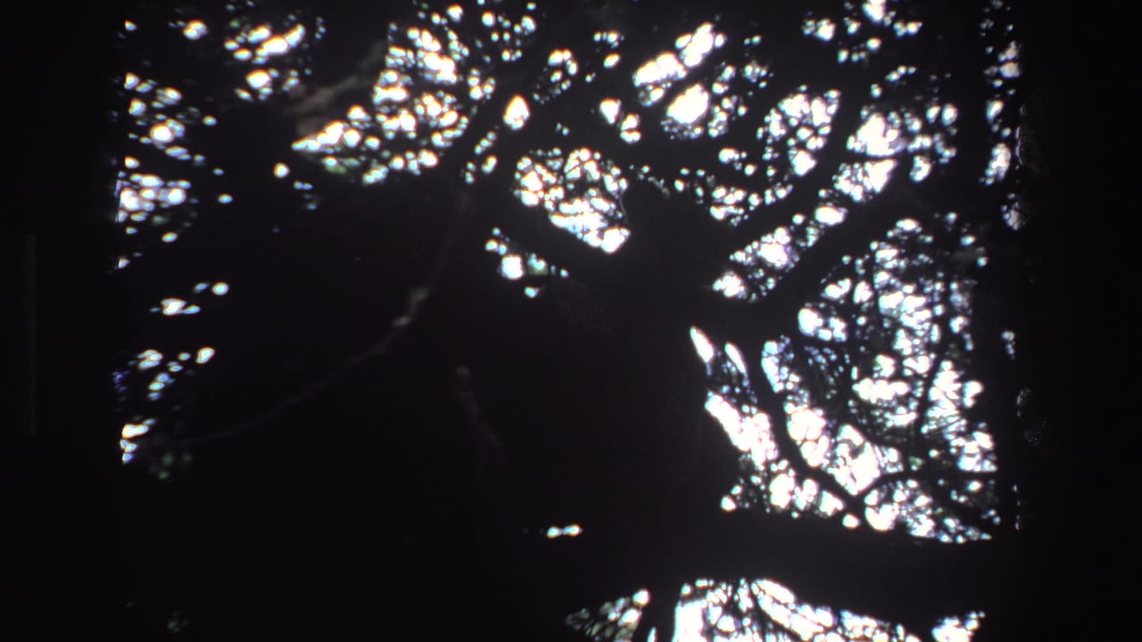 Dark branches and bright canopy gaps with a vague large silhouette in shadow.
