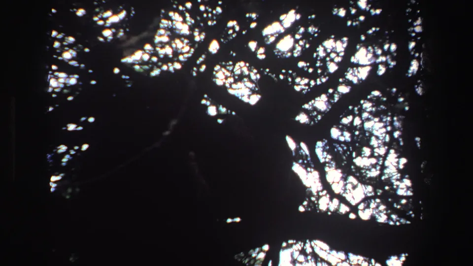 1969 South African 8mm frame showing dense tree branches, blown-out canopy light, and an indistinct dark animal-like form.