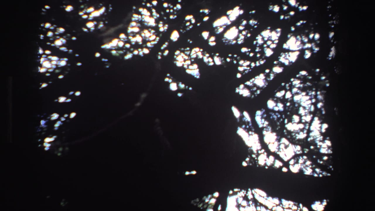 Dense branches against bright sky with a dark indistinct shape near the center.
