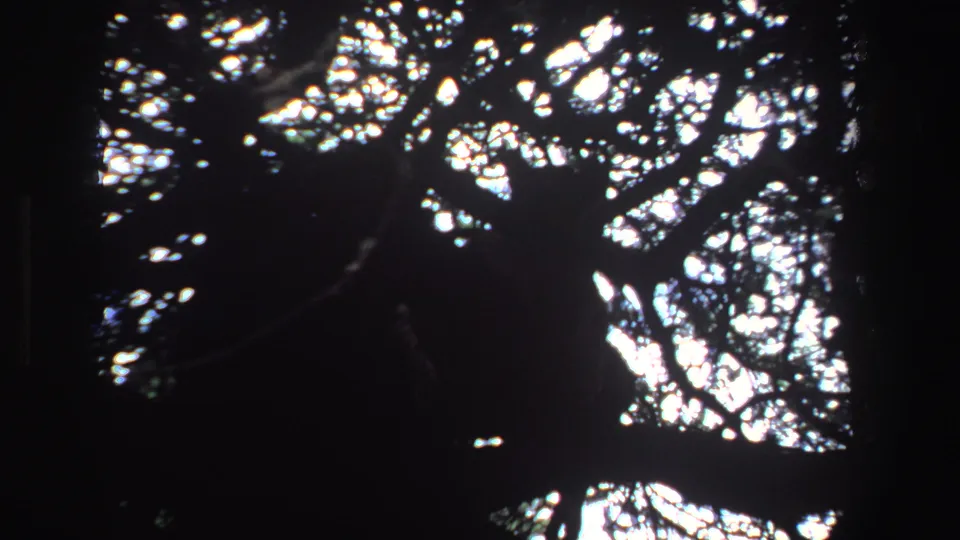 1969 South African home-movie frame with tangled branches, high-contrast sky openings, and a barely defined dark form among foliage.