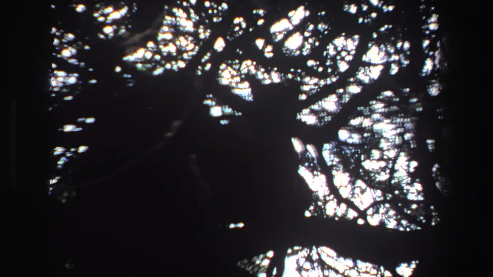 1969 South African 8mm frame showing a low-light wooded view and a broad, indistinct silhouette behind branches.