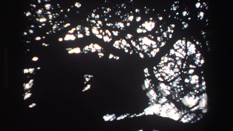 1969 South African frame with a large dark silhouette under a bright, tangled canopy, possibly an animal but not clearly identifiable.