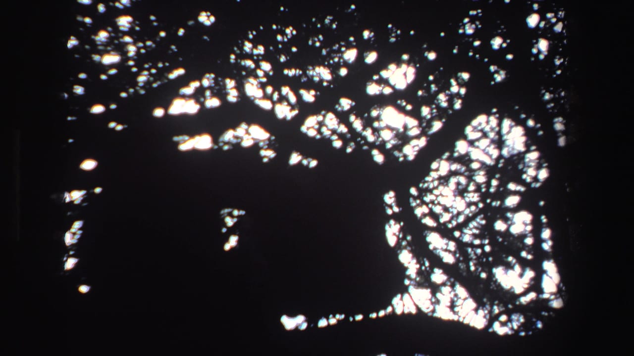 Dark tree branches silhouetted against bright gaps of morning sky.