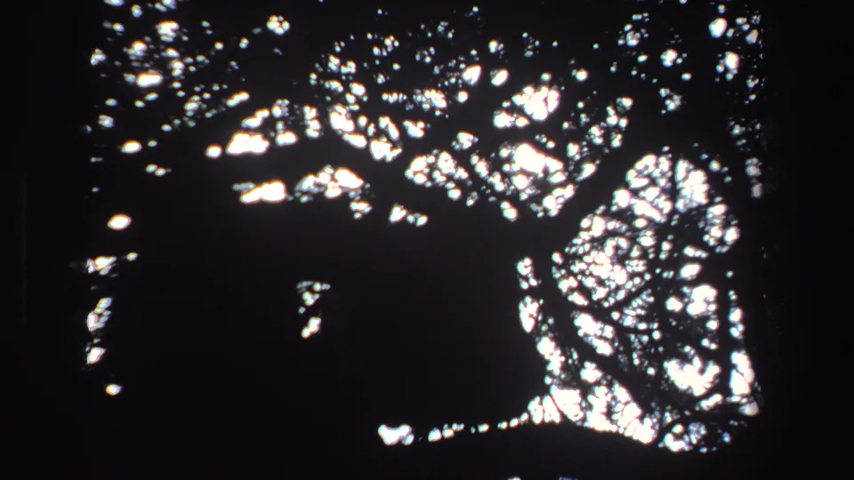 1969 South Africa 8mm frame showing dense oak branches in silhouette with sunlight breaking through the canopy.