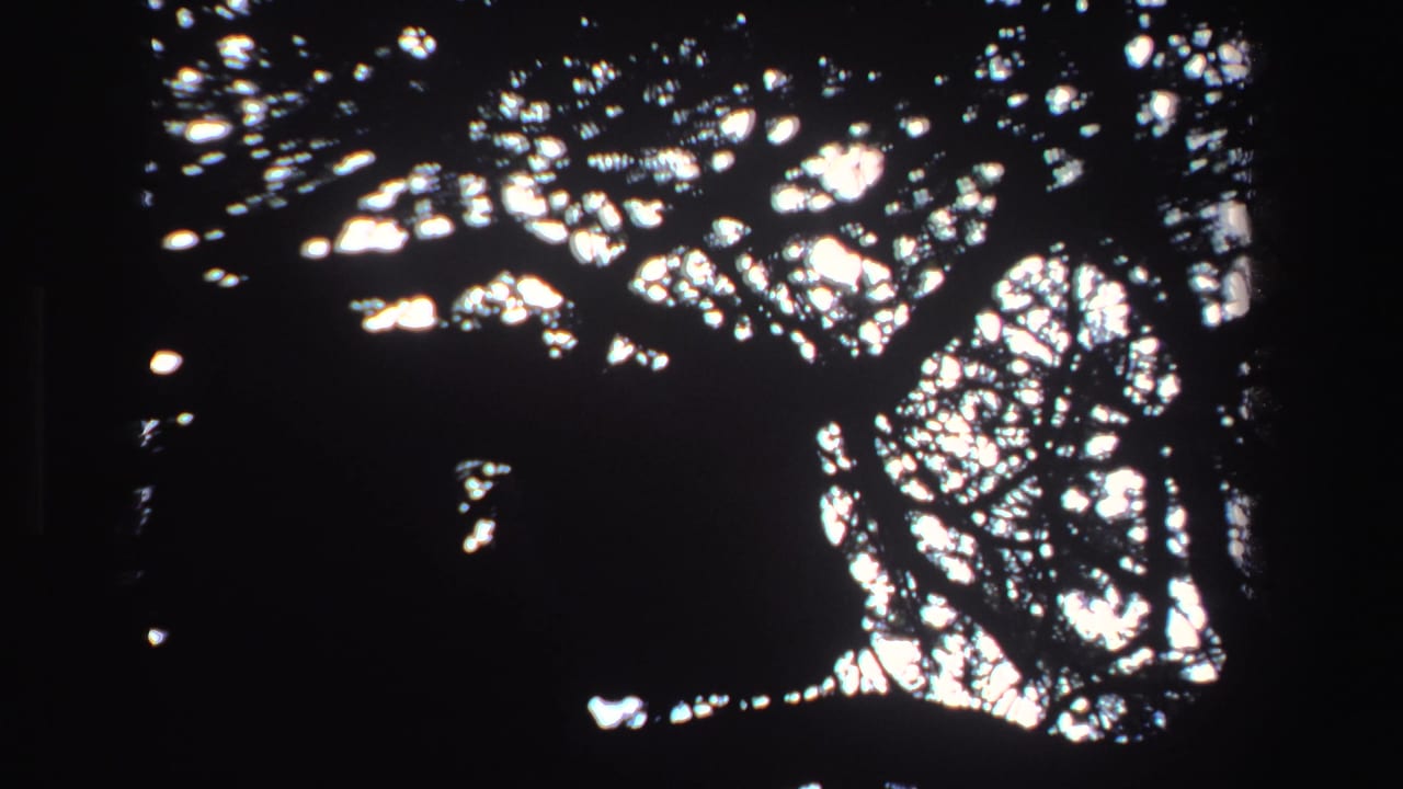 Silhouetted tree canopy with bright white light between branches.