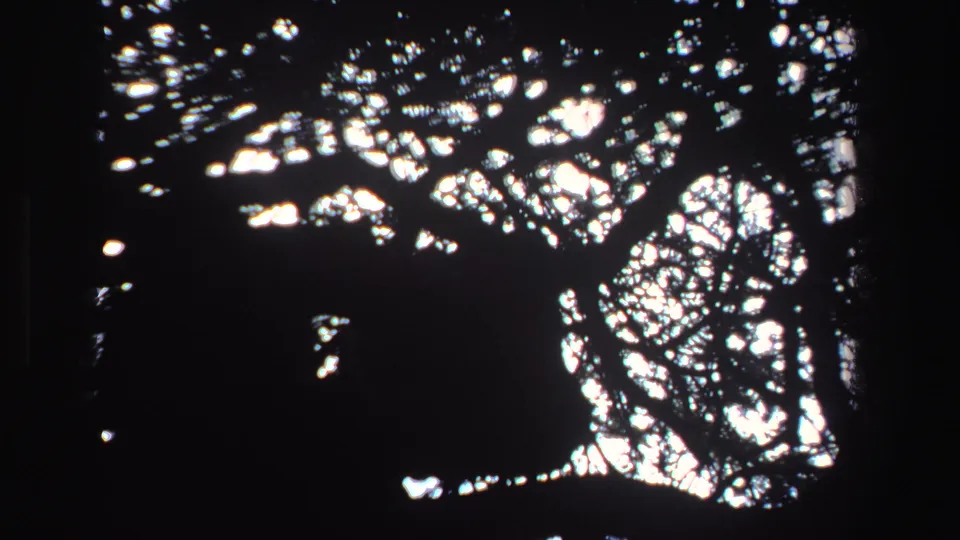 Late-1960s 8mm view of an oak canopy in South Africa, with high-contrast sunlight visible through tangled branches.