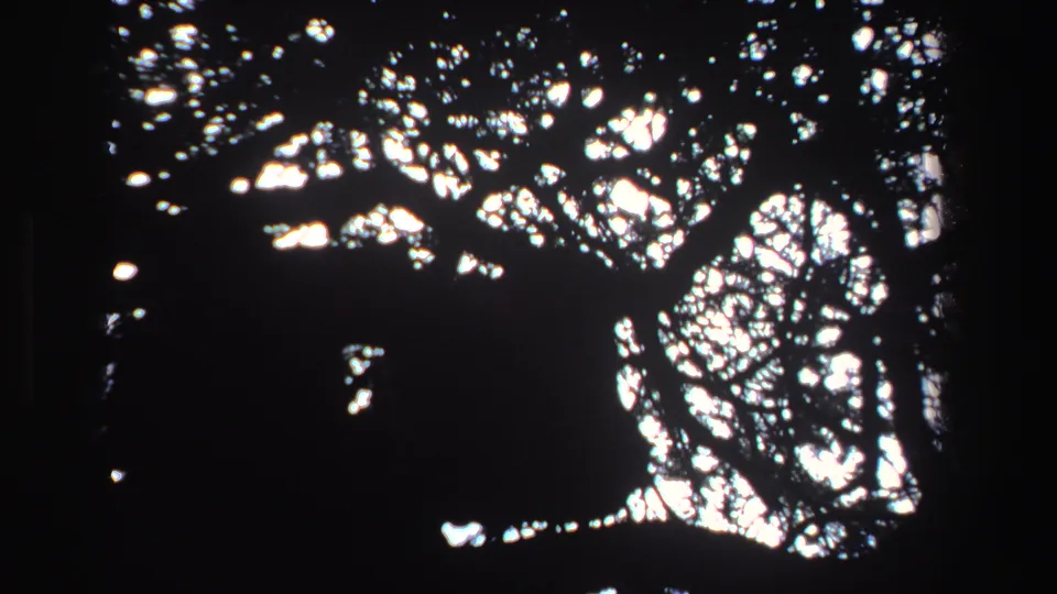 1969 South Africa home-movie frame where branches and leaves create an abstract pattern of sunlight and shadow.
