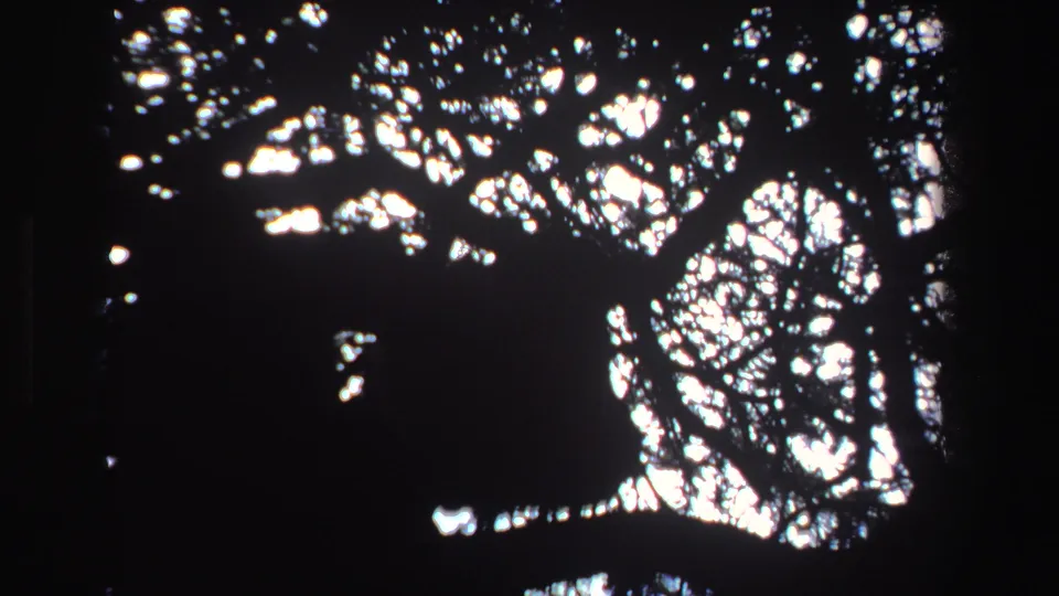 8mm South Africa nature frame from 1969 showing dark oak branches and scattered sunlight through the upper canopy.