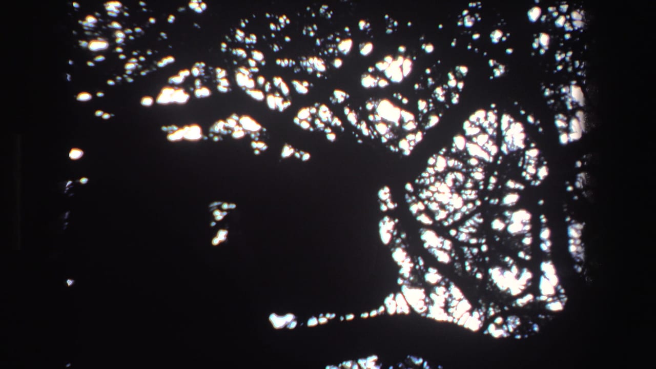 1969 South Africa 8mm frame showing a backlit animal-like silhouette resting in dense tree branches.