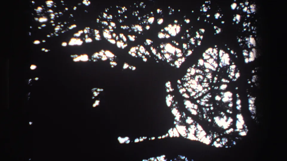 1969 South Africa 8mm frame showing a backlit animal-like silhouette resting in dense tree branches.