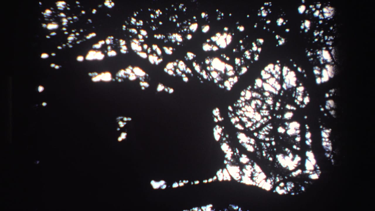 Shadowed animal-like form in a tree with bright sky through branches.