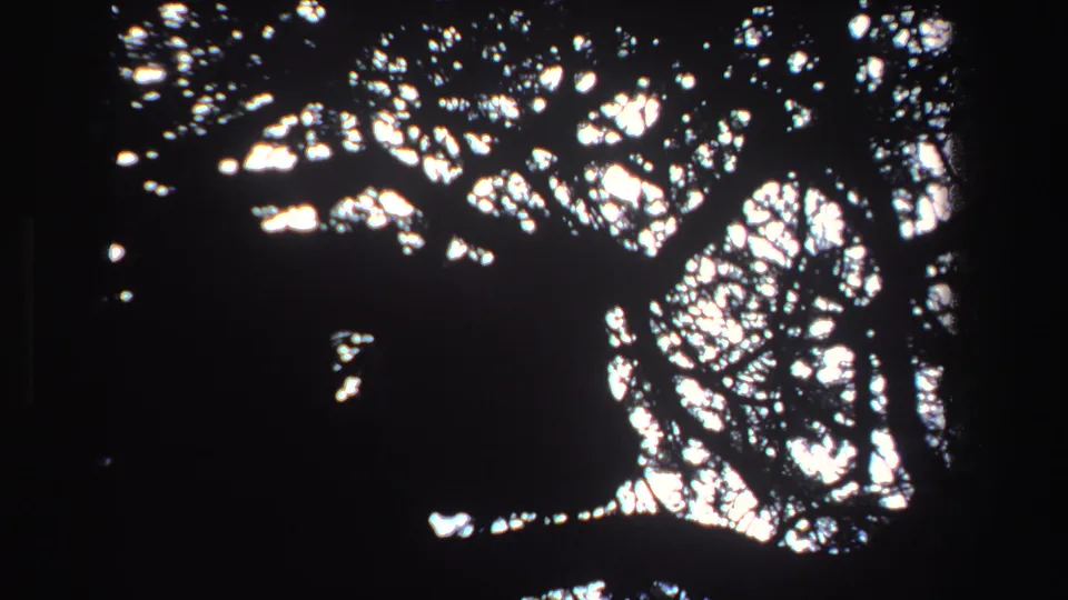 1969 South Africa home-movie frame with a dark resting animal-like form seen through high-contrast branches.