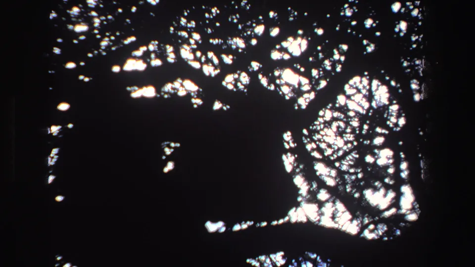 1969 South Africa 8mm still with a shadowed animal-like shape framed by tangled tree branches and glare.
