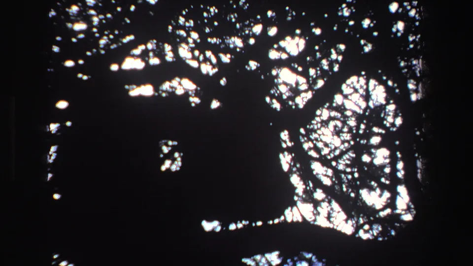 Late-1960s South Africa 8mm frame showing an indistinct animal-like silhouette within dark tree cover.