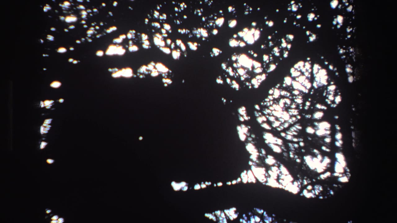 Dark tree canopy with bright patches of sunlight showing through leaves.
