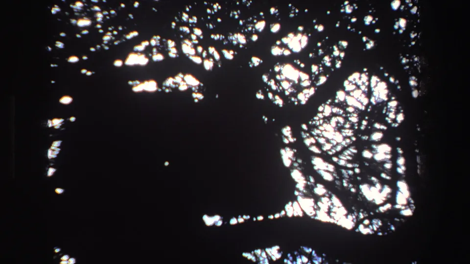 1969 South Africa 8mm frame of silhouetted tree branches and leaves with dappled bright sky behind them.