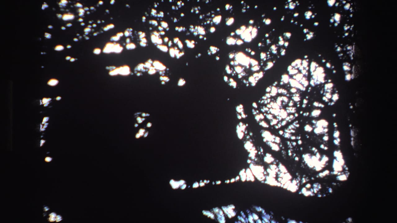 High-contrast tree leaves and branches silhouetted against bright light.