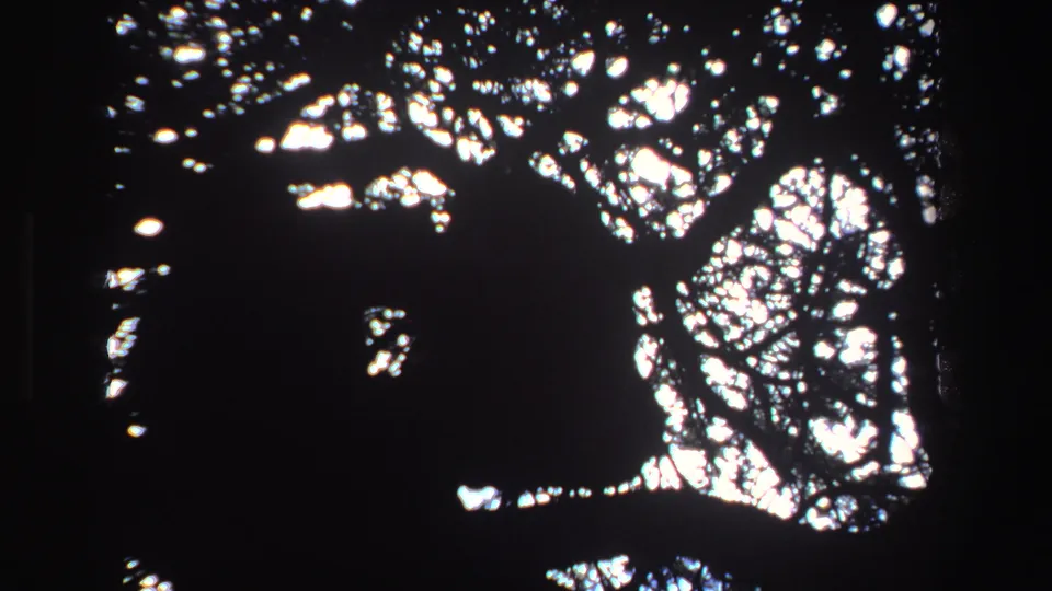Another high-contrast 8mm view of tree cover and dappled light, filmed before the animal cutaway.