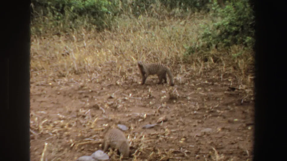 Two small mammals, likely mongoose, forage on dry South African savannah ground in a 1969 8mm home movie frame.