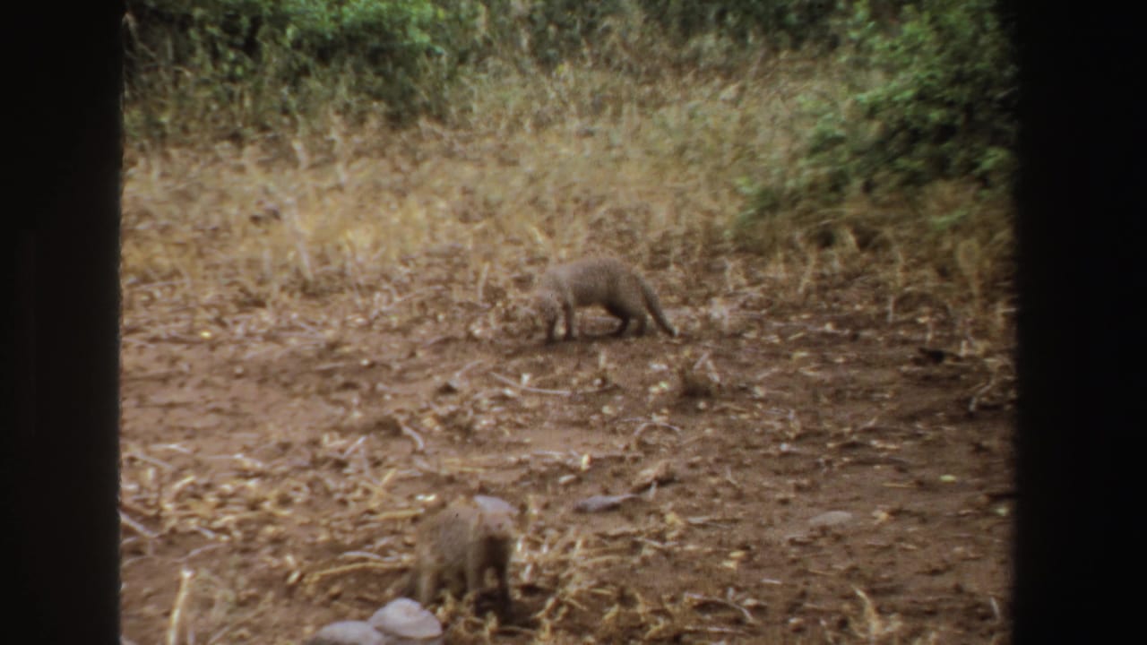 1969 South Africa 8mm frame showing two mongoose foraging in a dry grassy area, partially masked by a dark window-like border.