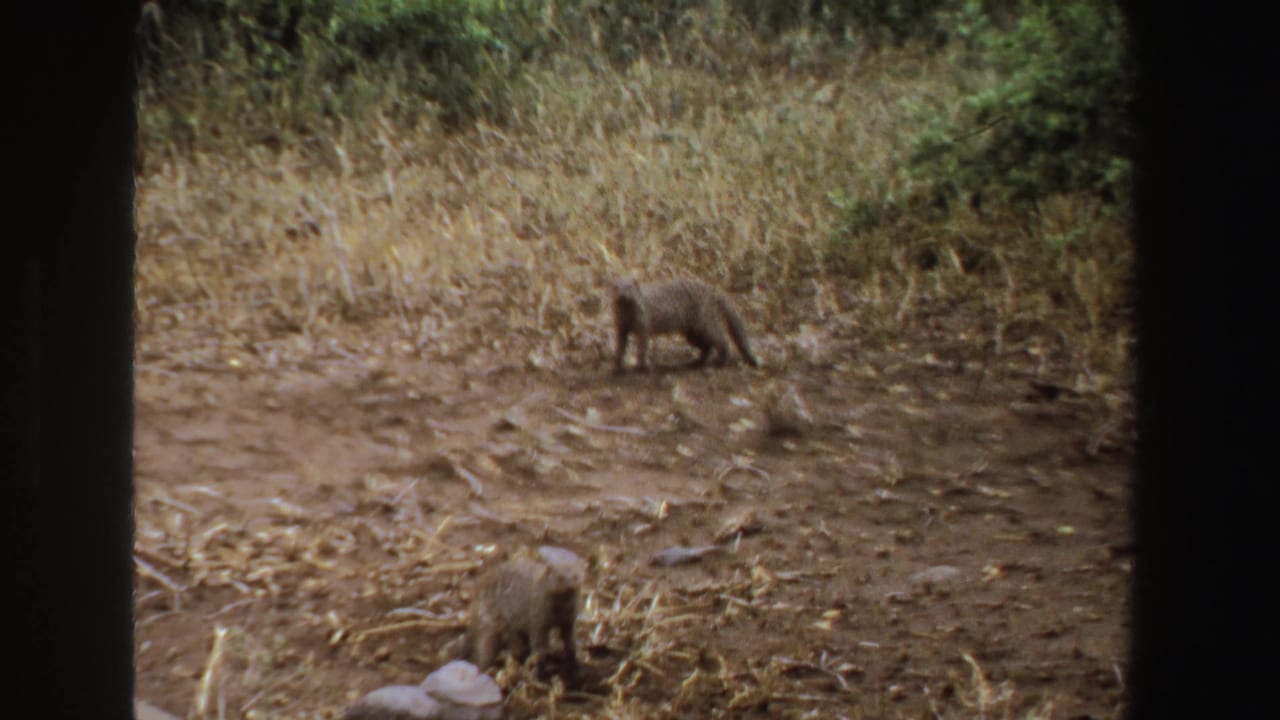 Two mongoose remain separated in a dry field, with one closer to the camera.