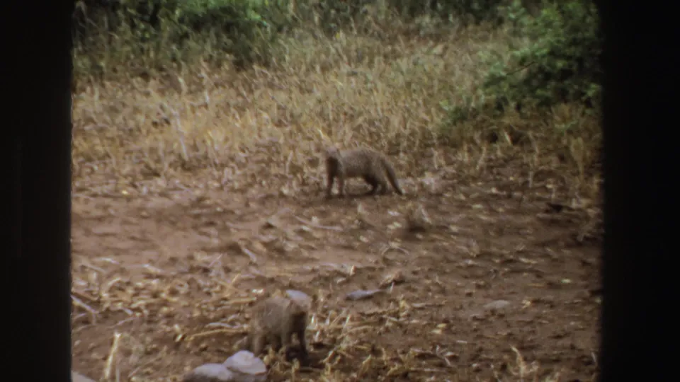 Vintage 8mm frame from South Africa showing one mongoose in the foreground and another farther back near dry grass.
