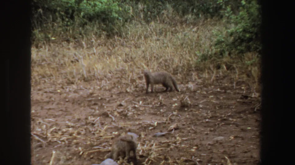1969 South Africa home-movie frame of two mongoose in a dry habitat, viewed through a partially obstructed dark frame.