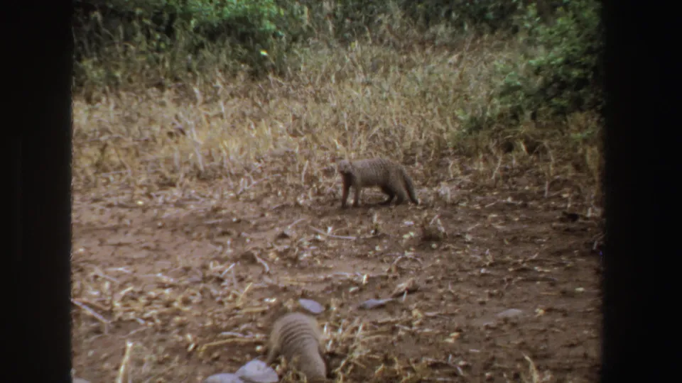 South Africa 1969 8mm frame showing a closer mongoose from behind and a second mongoose farther across the dusty clearing.