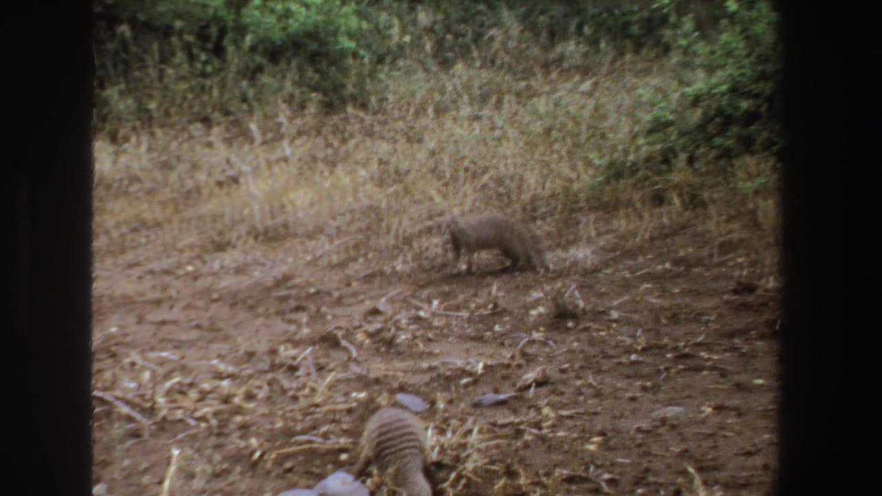 1969 South Africa 8mm frame showing two mongooses separated across a dry grassy field with green shrubs behind them.