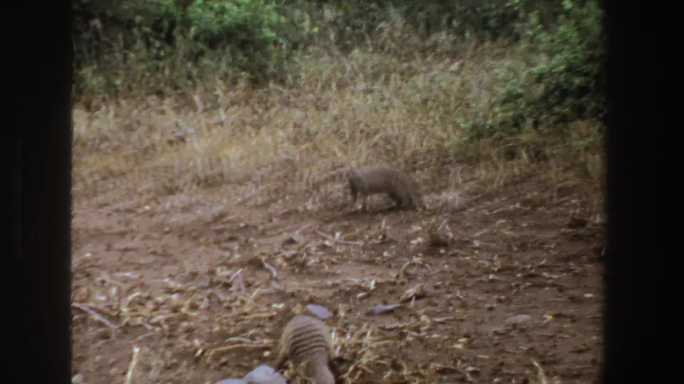 1969 South Africa 8mm frame showing two mongooses separated across a dry grassy field with green shrubs behind them.