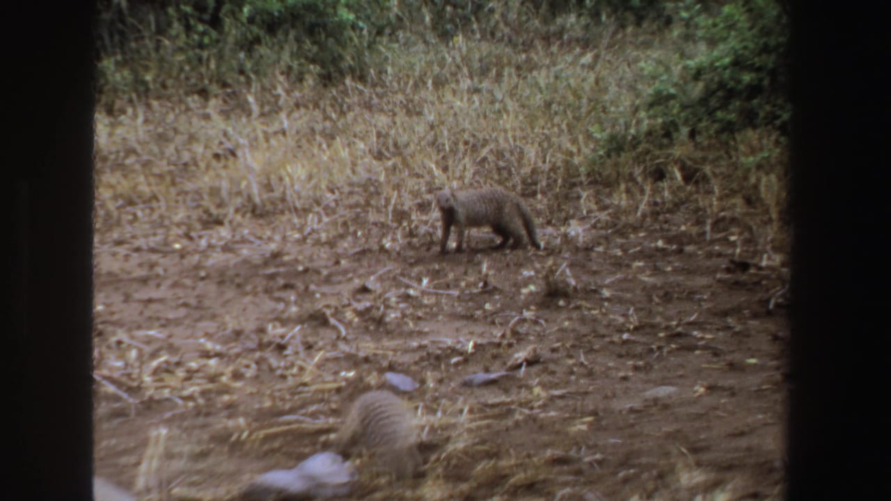 A mongoose crosses the upper field while another is partly visible low in frame.