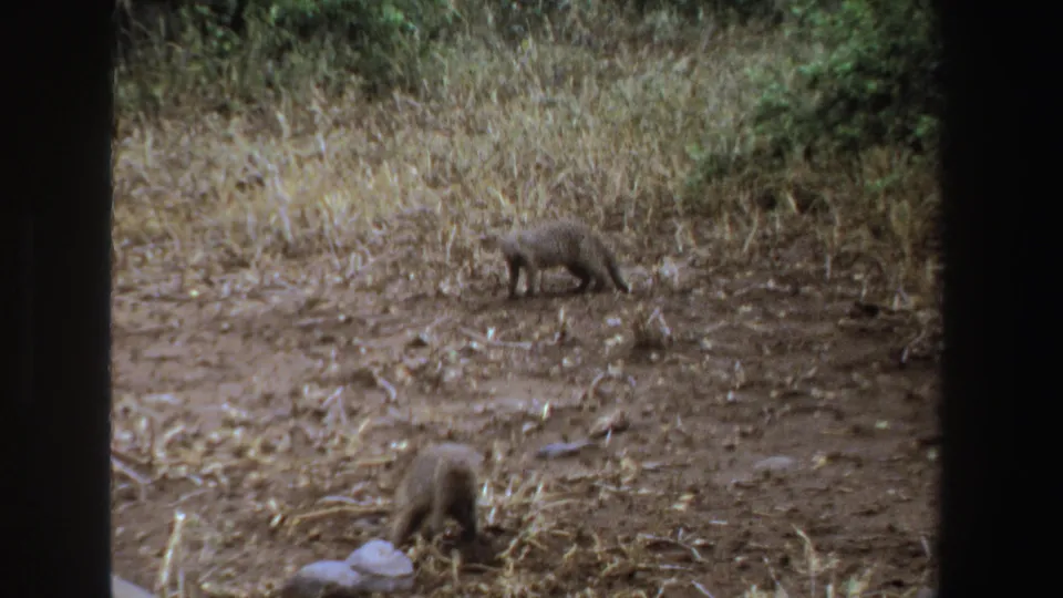 1969 South Africa 8mm frame showing two mongooses foraging at different distances across dry soil and straw-colored grass.