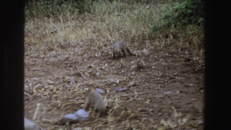 1969 South Africa 8mm frame with two mongooses on dusty ground, framed by dry vegetation, shrubs, and dark film borders.
