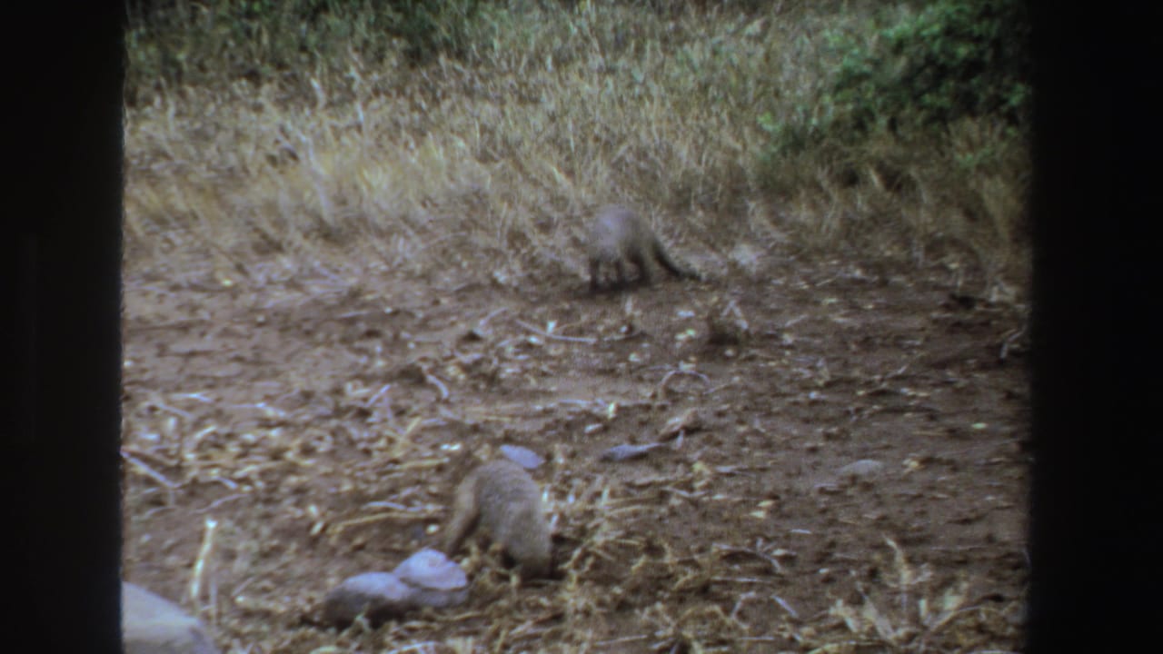 Two mongooses forage and dig on dry ground in 1969 South Africa, framed by scrub, straw-colored grass, and 8mm film borders.