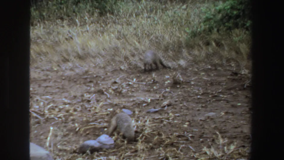 Two mongooses forage and dig on dry ground in 1969 South Africa, framed by scrub, straw-colored grass, and 8mm film borders.