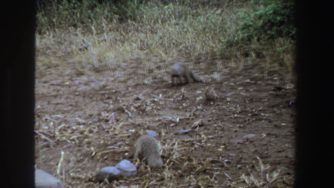 Two mongooses move across a dry patch of earth with grass behind them.