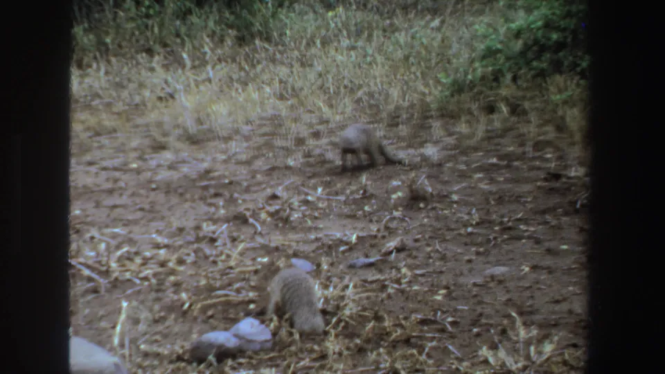 Two mongooses continue foraging on dry South African ground, one nearer the foreground and one farther back among grass and scrub.