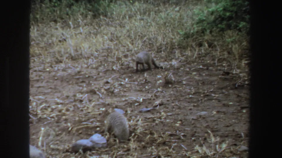 A foreground mongoose noses into the dusty earth as another mongoose pauses farther back, with dry grass and brush in the background.
