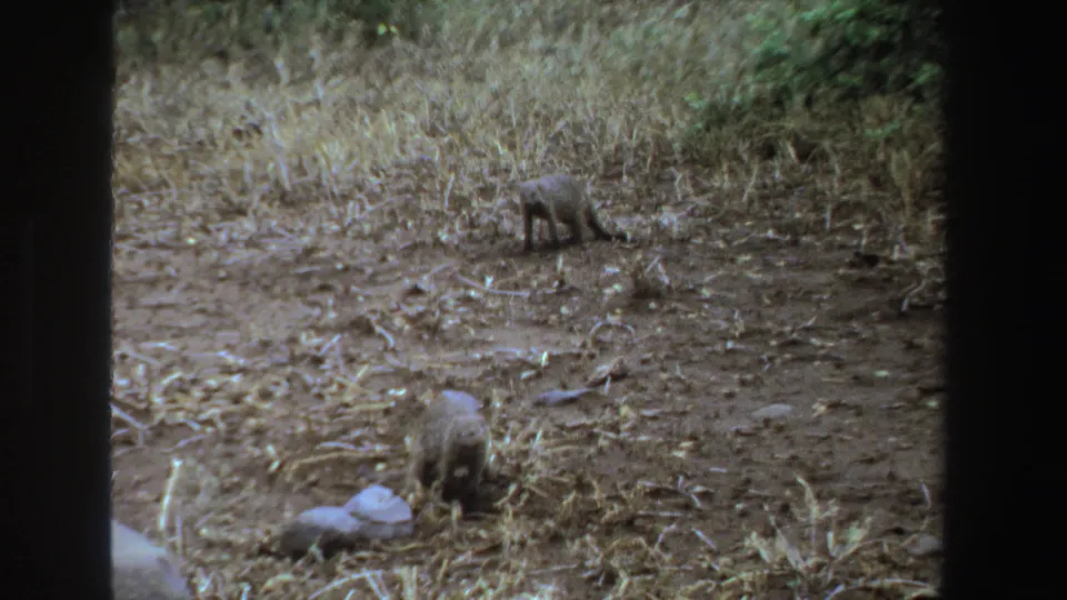 Two mongooses forage at different distances from the camera in a dry South African setting, with visible grain and dark 8mm frame edges.