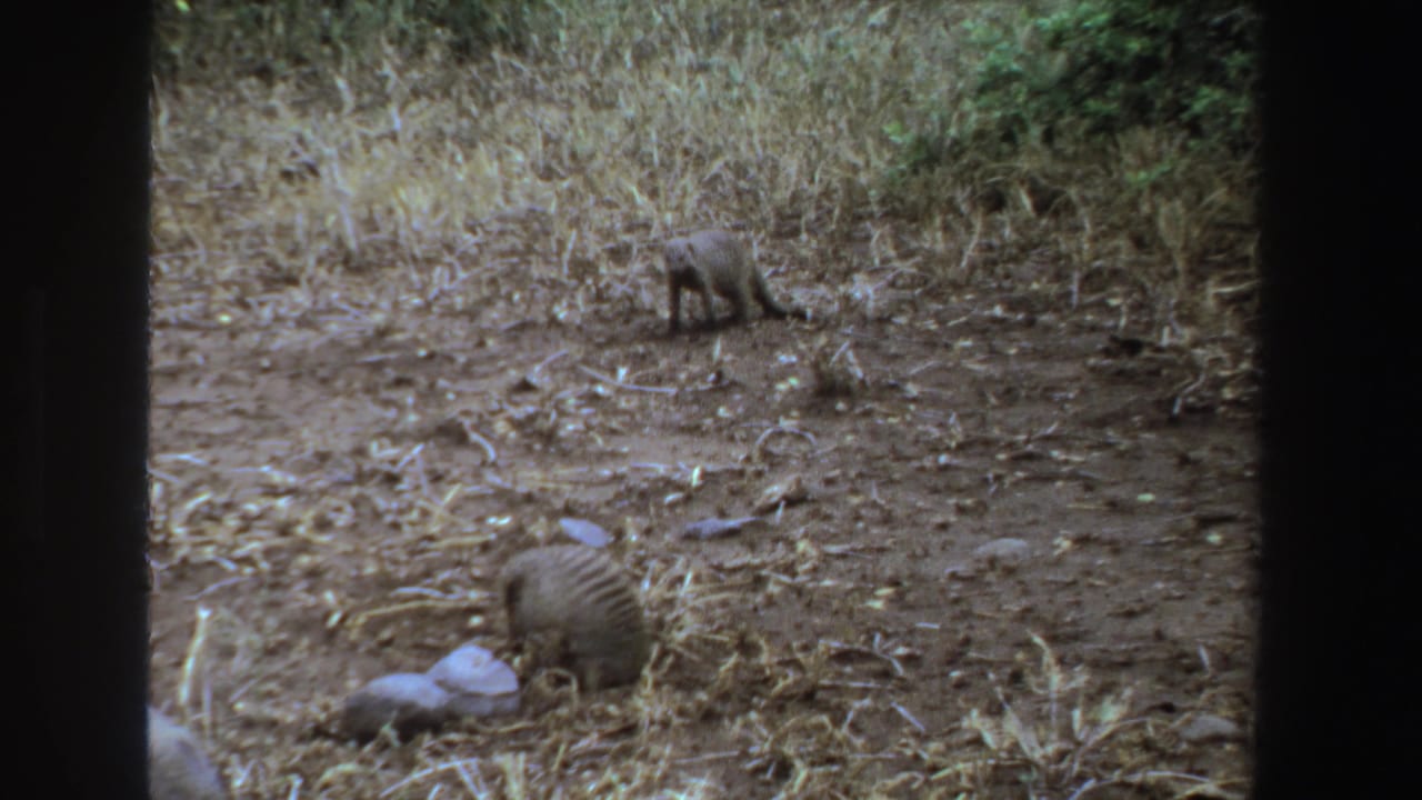 Two mongooses forage in dry grass and dusty soil with dark film borders visible.