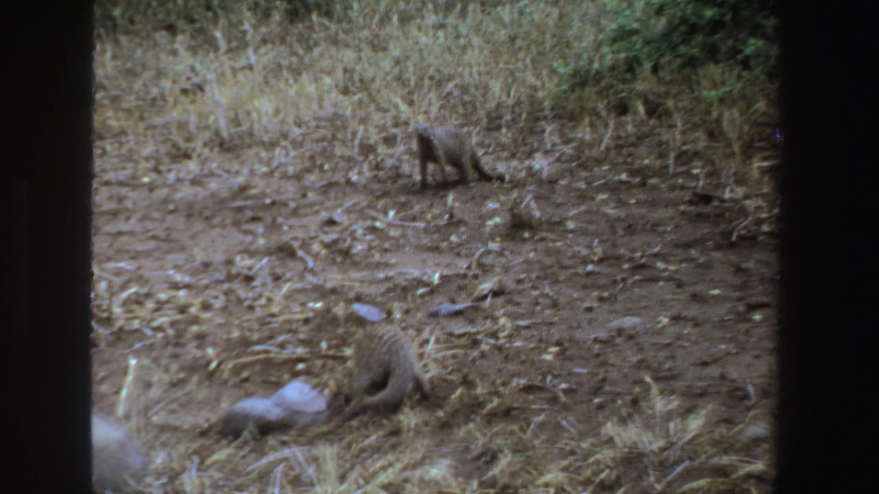 Two mongooses forage on dusty ground among dry grass and scattered stones.