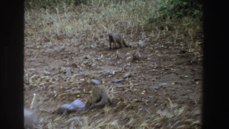 1969 South Africa 8mm frame with two mongooses separated across a dry, scrubby patch of grassland.