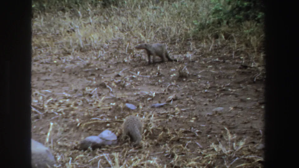 1969 South Africa 8mm frame showing two mongooses in a dry clearing, one distant and one low in the foreground.