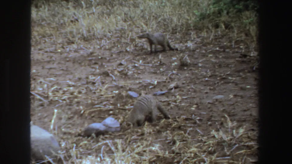 1969 South Africa 8mm frame showing two mongooses foraging near pale rocks and dry grass in scrubby terrain.