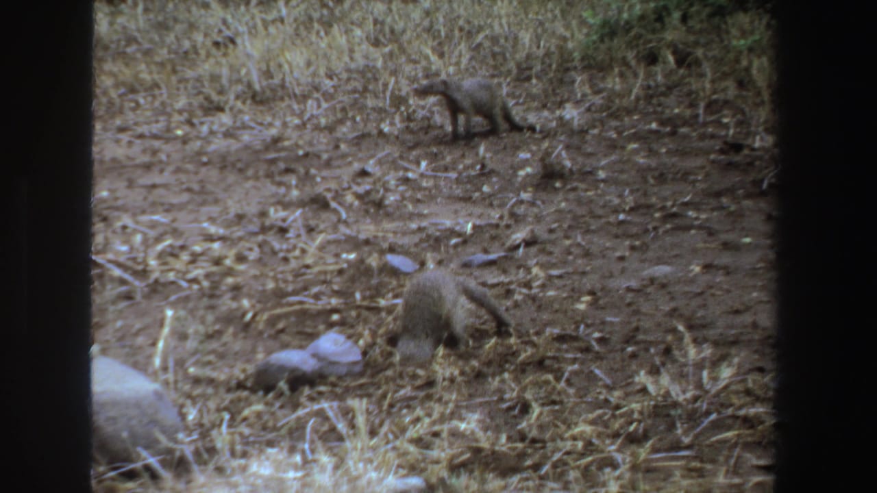 Two small mongoose-like animals forage in a dry grassy clearing with dark film borders.