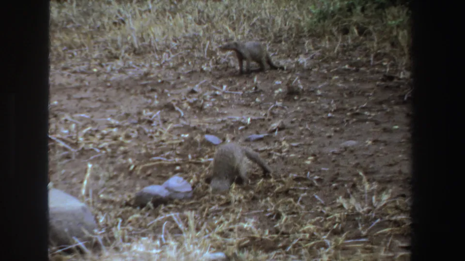 1969 South Africa 8mm frame showing two small mongoose-like animals in a dry savanna clearing, one near the foreground and one alert in back.